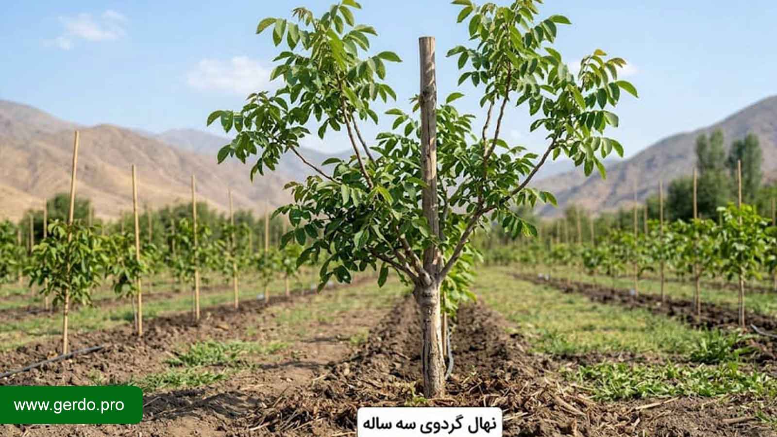 تصویر نهال گردو سه ساله