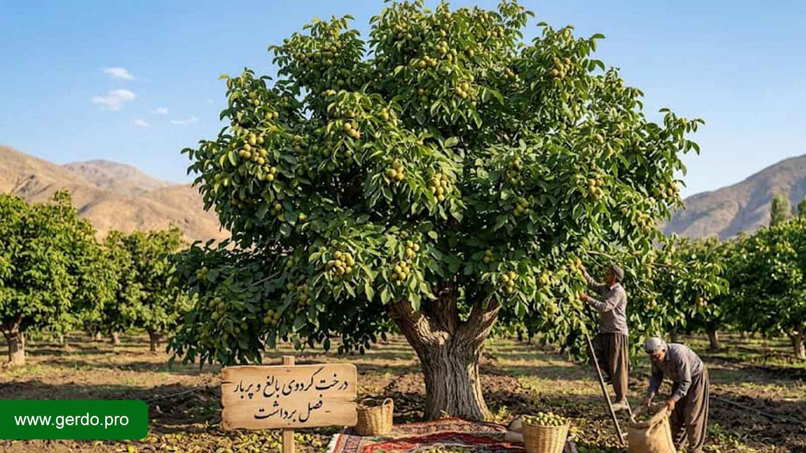 تصاویر نهال گردو بالغ