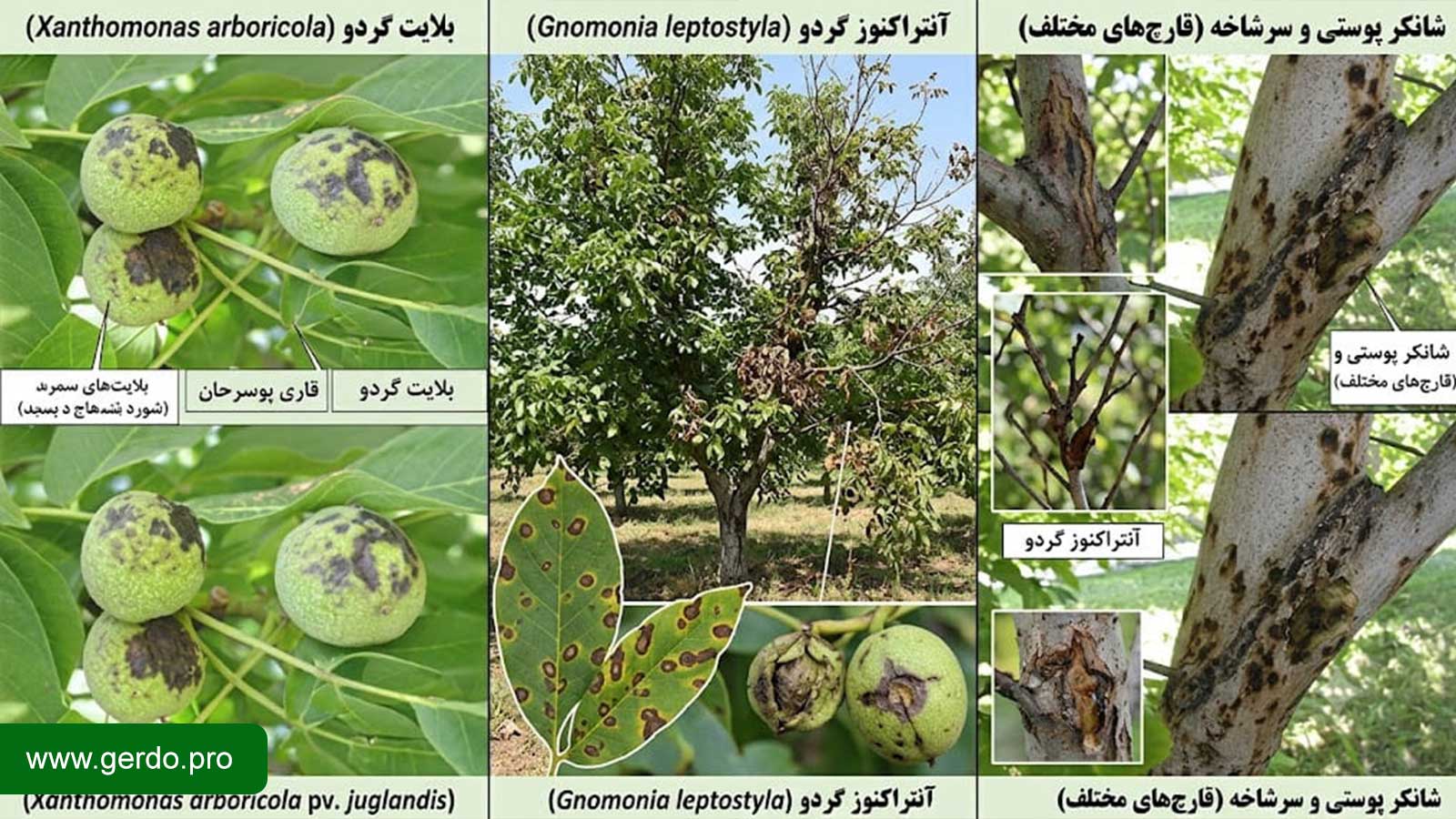 بیماری درخت گردو
