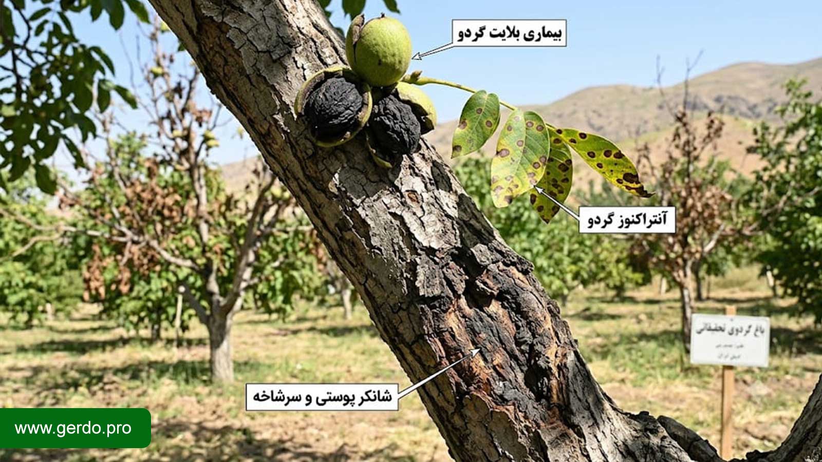 بیماری درخت گردو