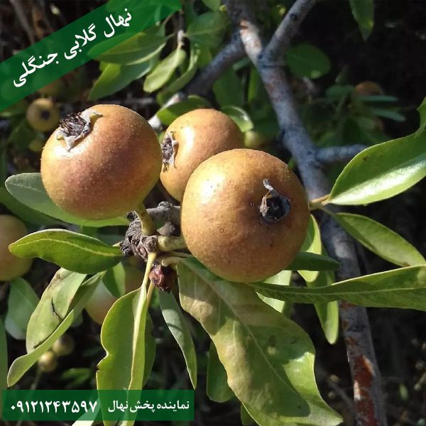 خرید نهال گلابی جنگلی