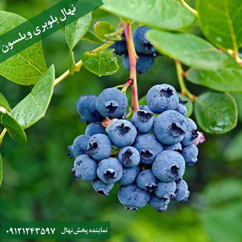 خرید نهال بلوبری ویلسون
