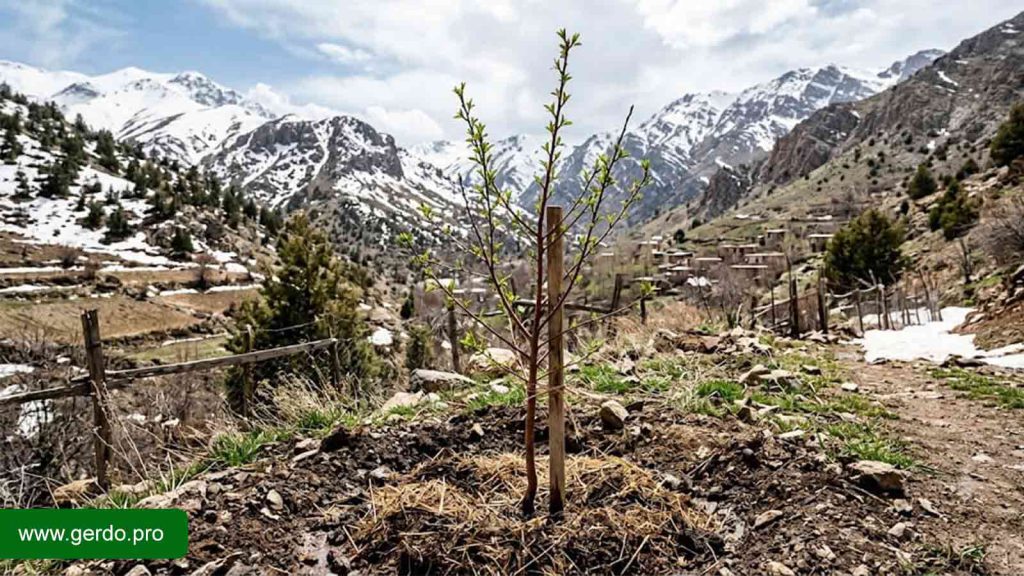 بهترین نهال بادام برای مناطق سردسیر با ارقام دیرگل و مقاوم به سرما