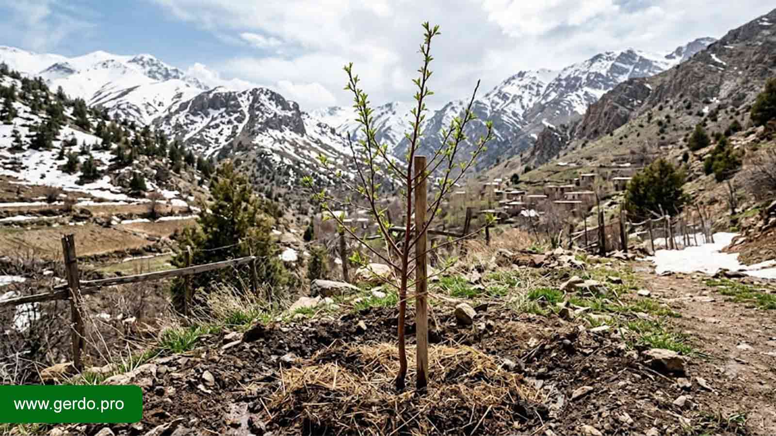 بهترین نهال بادام برای مناطق سردسیر با ارقام دیرگل و مقاوم به سرما