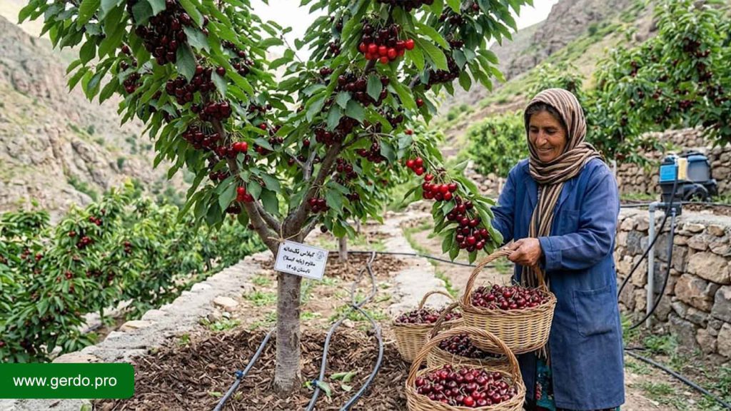 بهترین نهال گیلاس مقاوم به سرما