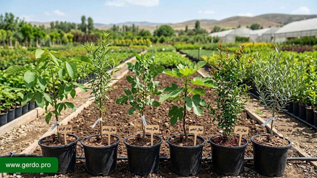 بهترین نهال ها برای مناطق کم آب