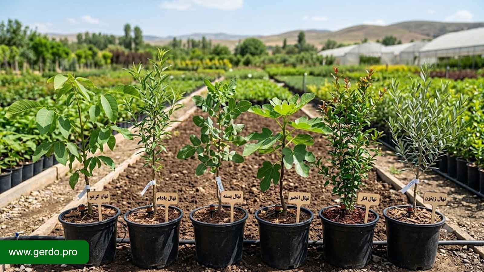 بهترین نهال ها برای مناطق کم آب