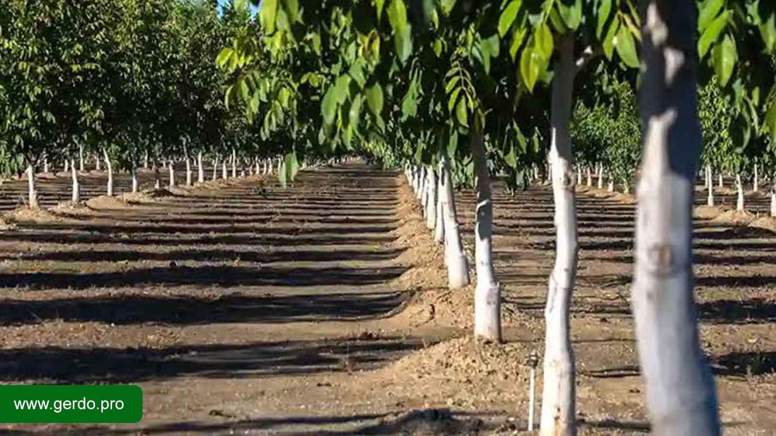 بهترین مناطق کرج برای کاشت درخت گردو