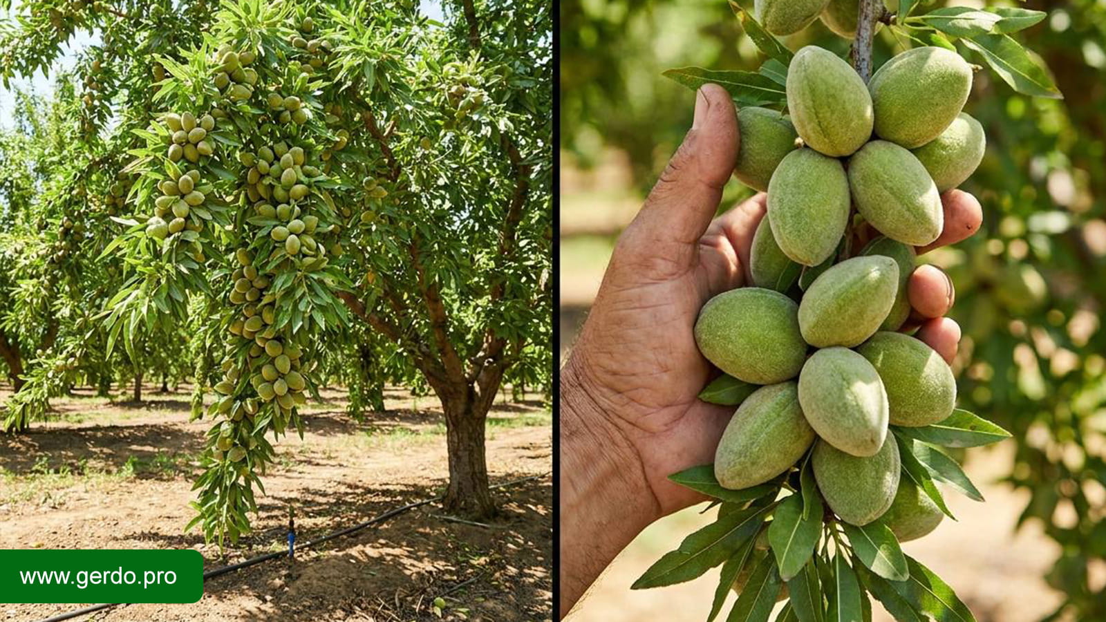 بهترین نهال گردو در کرج