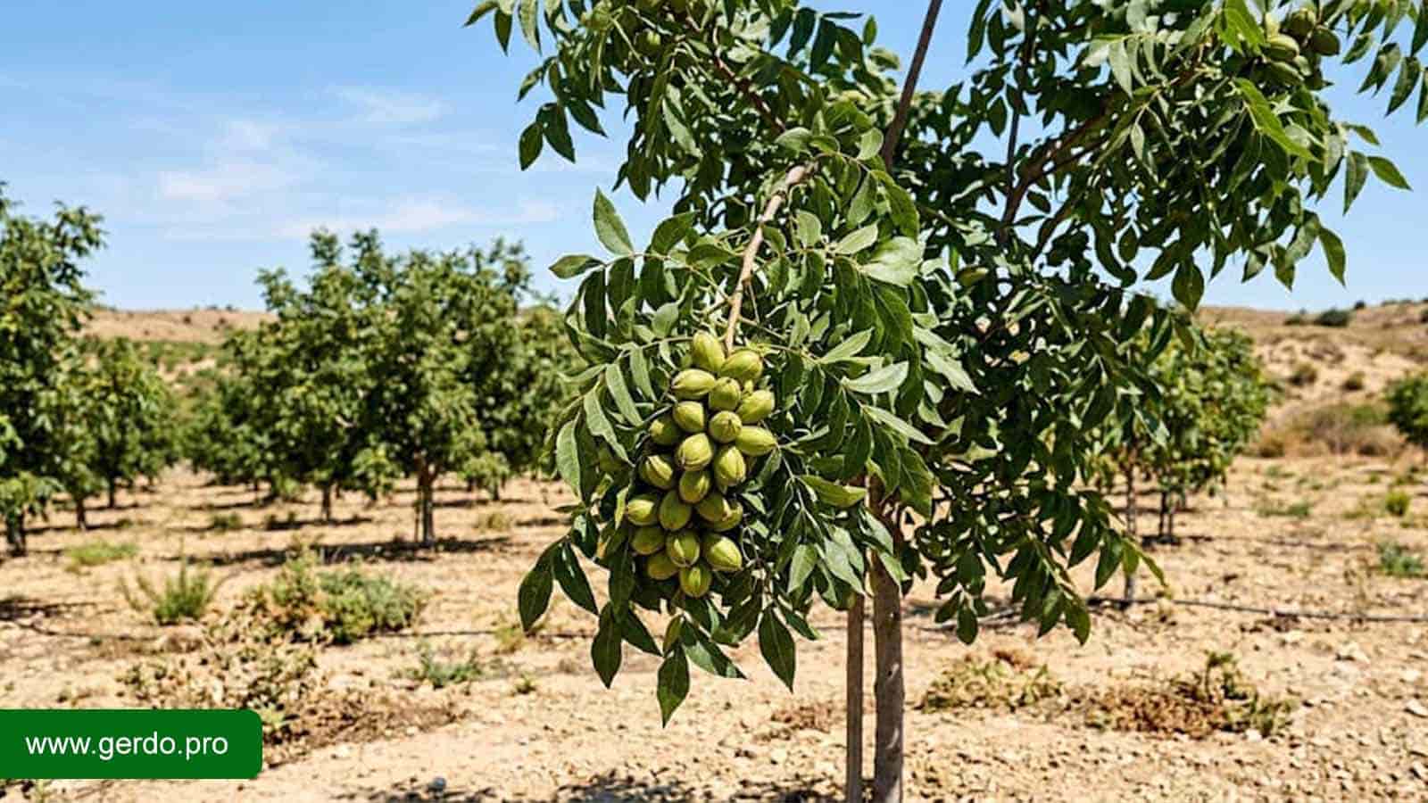 بهترین نهال گردو برای مناطق گرمسیری در باغ تجاری