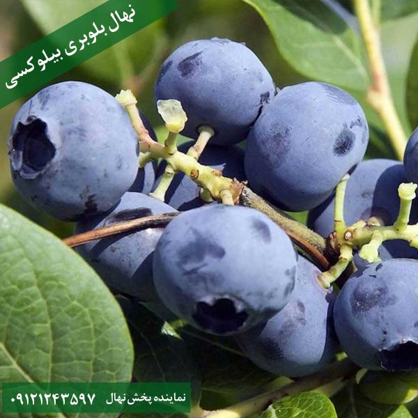 خرید نهال بلوبری بیلوکسی