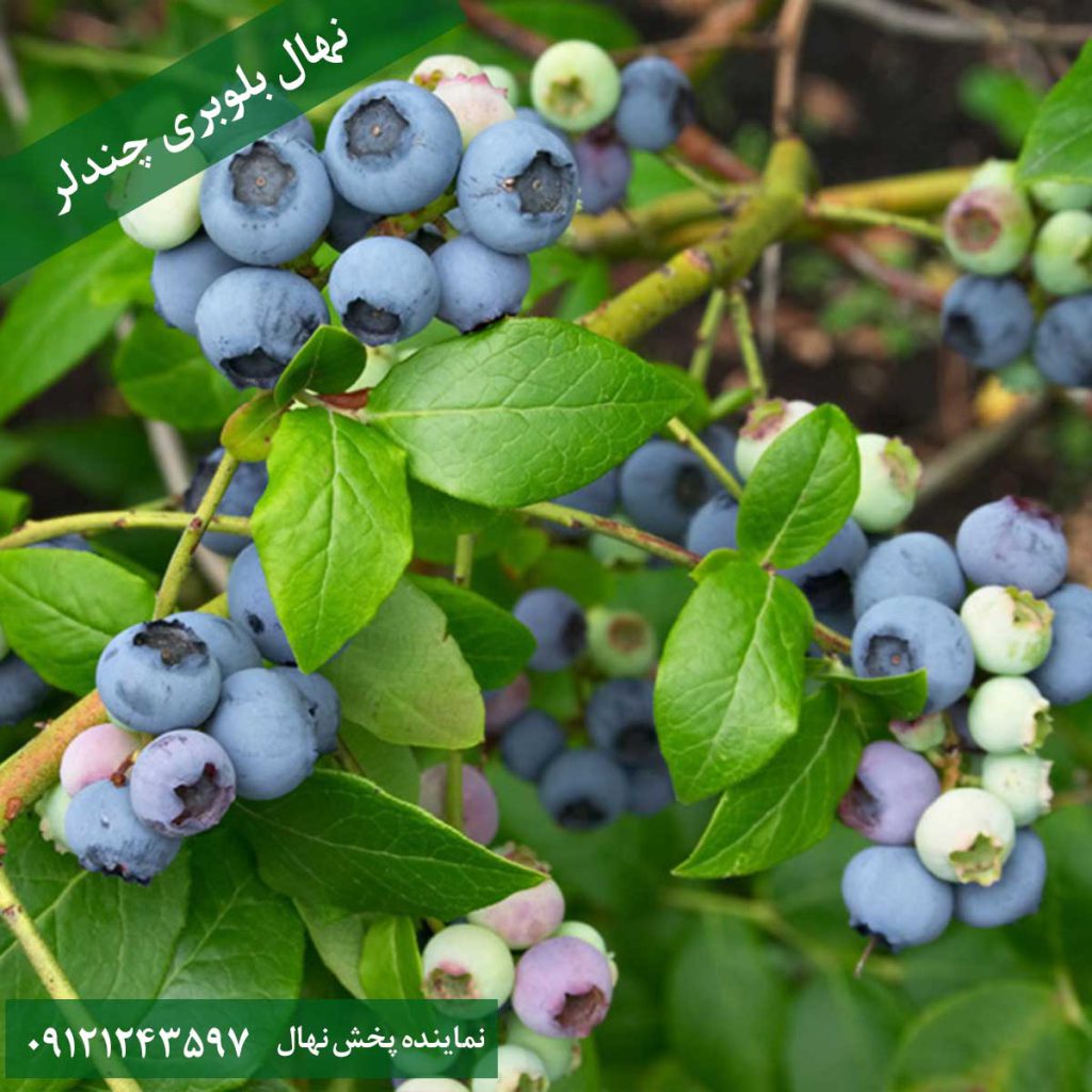 خرید نهال بلوبری چندلر