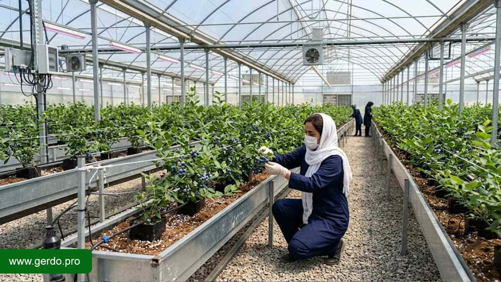 کاشت بلوبری در گلخانه