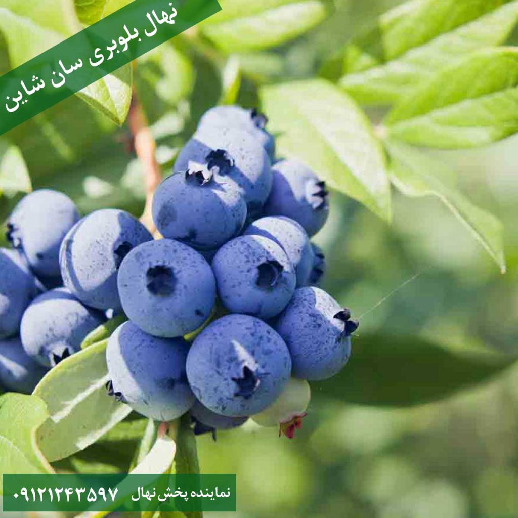 خرید نهال بلوبری سان شاین