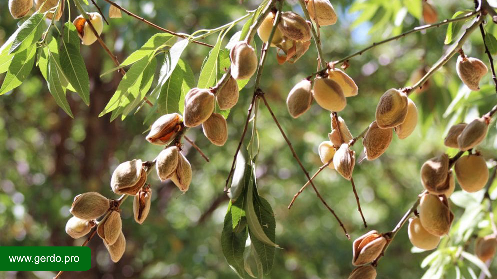 علت خشک شدن درخت بادام