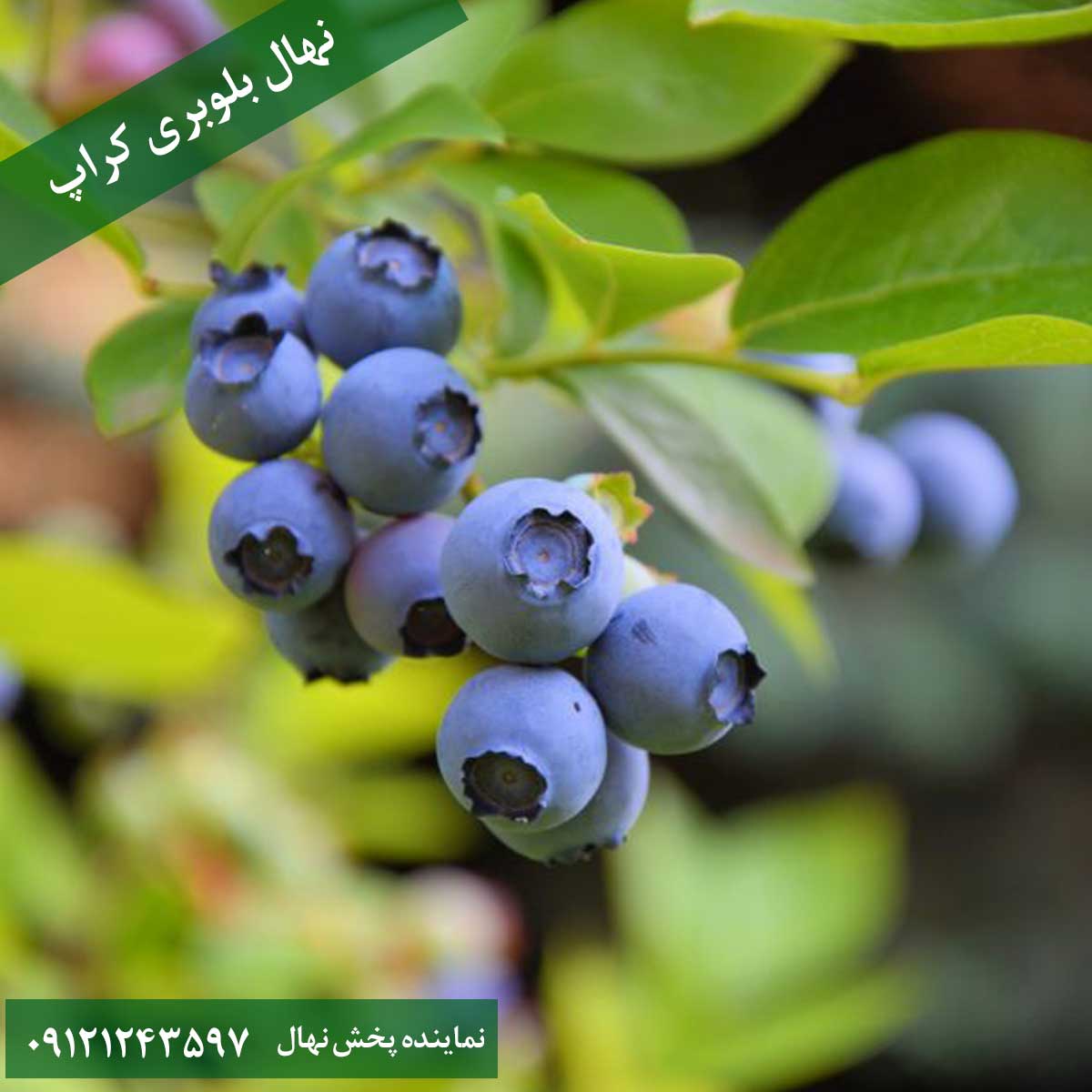 نهال بلوبری کراپ خرید نهال بلوبری کراپ