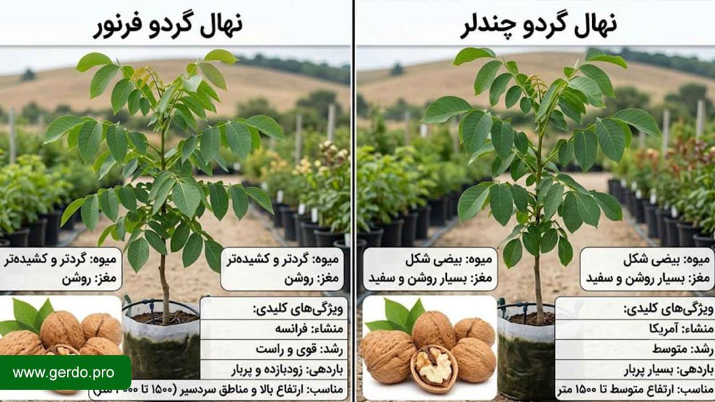 تفاوت نهال گردو چندلر با فرنور