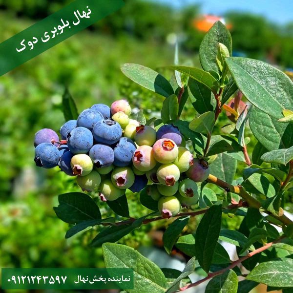 خرید نهال بلوبری دوک