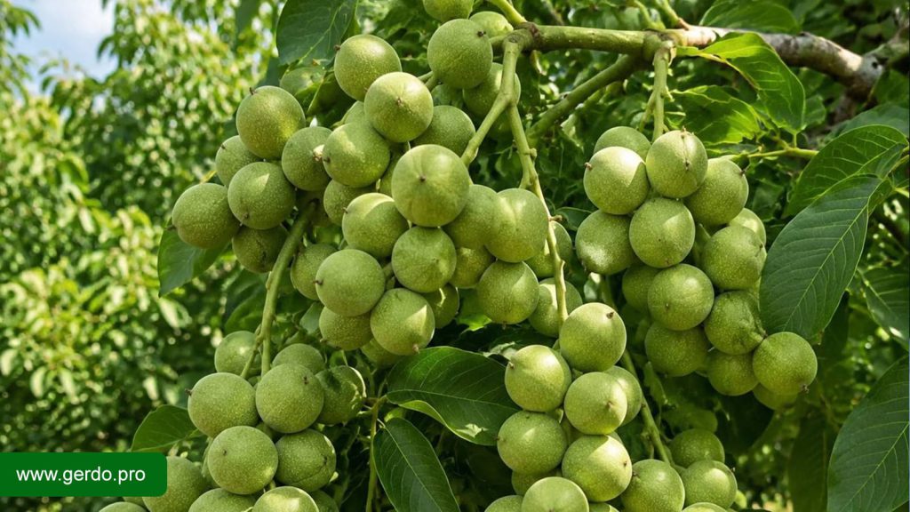 طرح زودبازده کشاورزی با نهال گردو