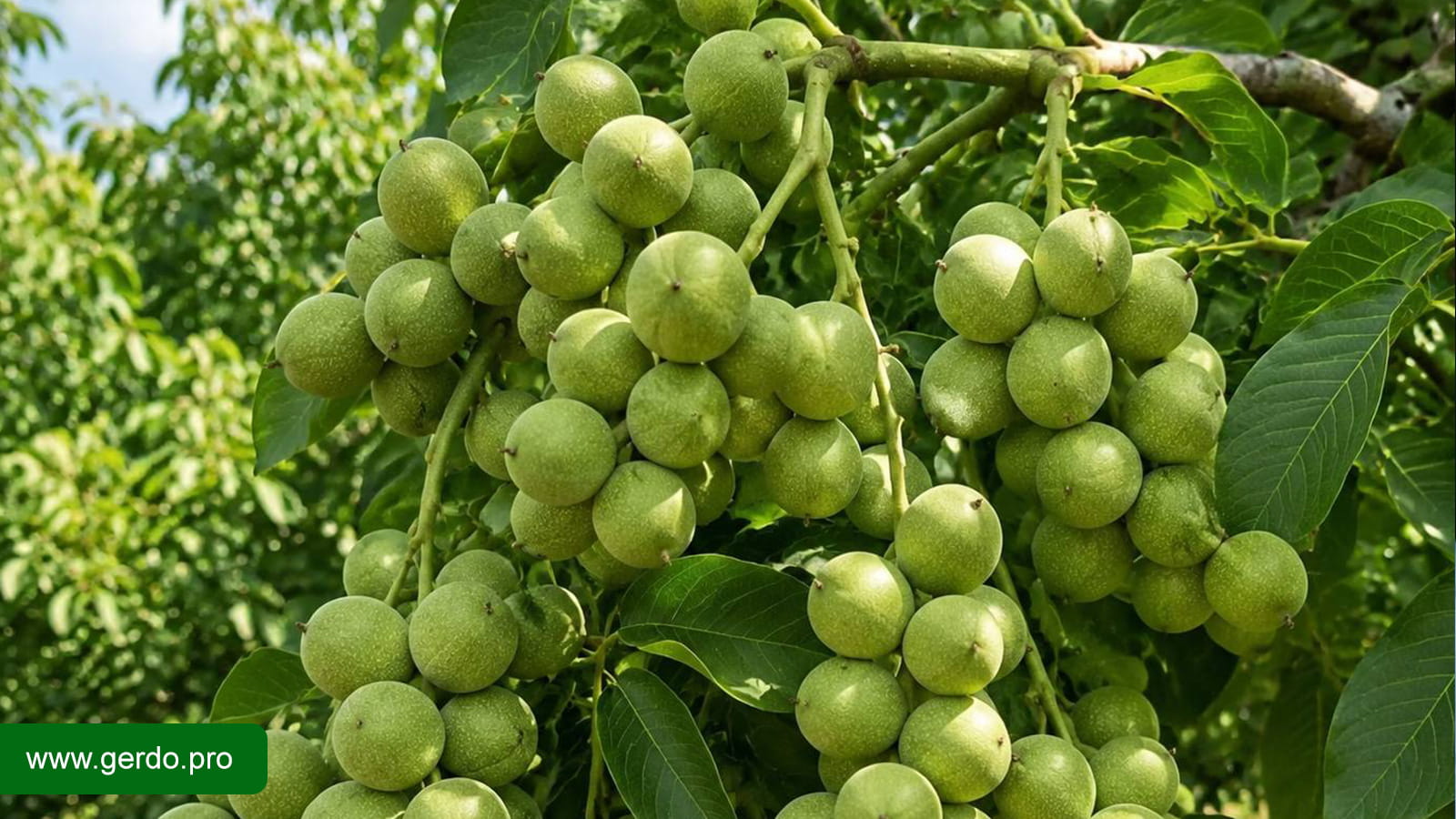 طرح زودبازده کشاورزی با نهال گردو