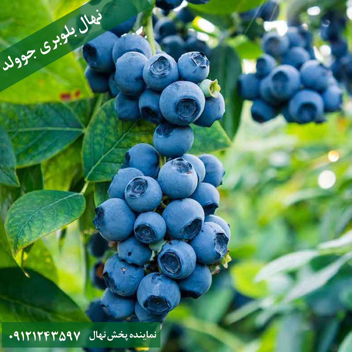 خرید نهال بلوبری جوولد خرید قیمت نهال بلوبری جوولد