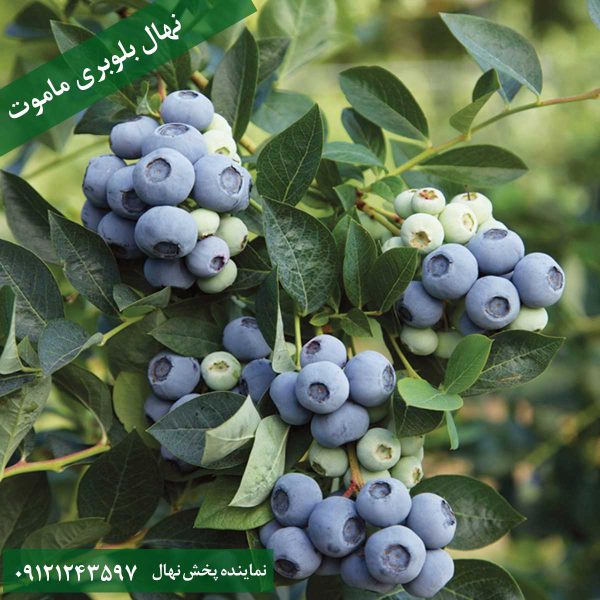 خرید نهال بلوبری ماموت