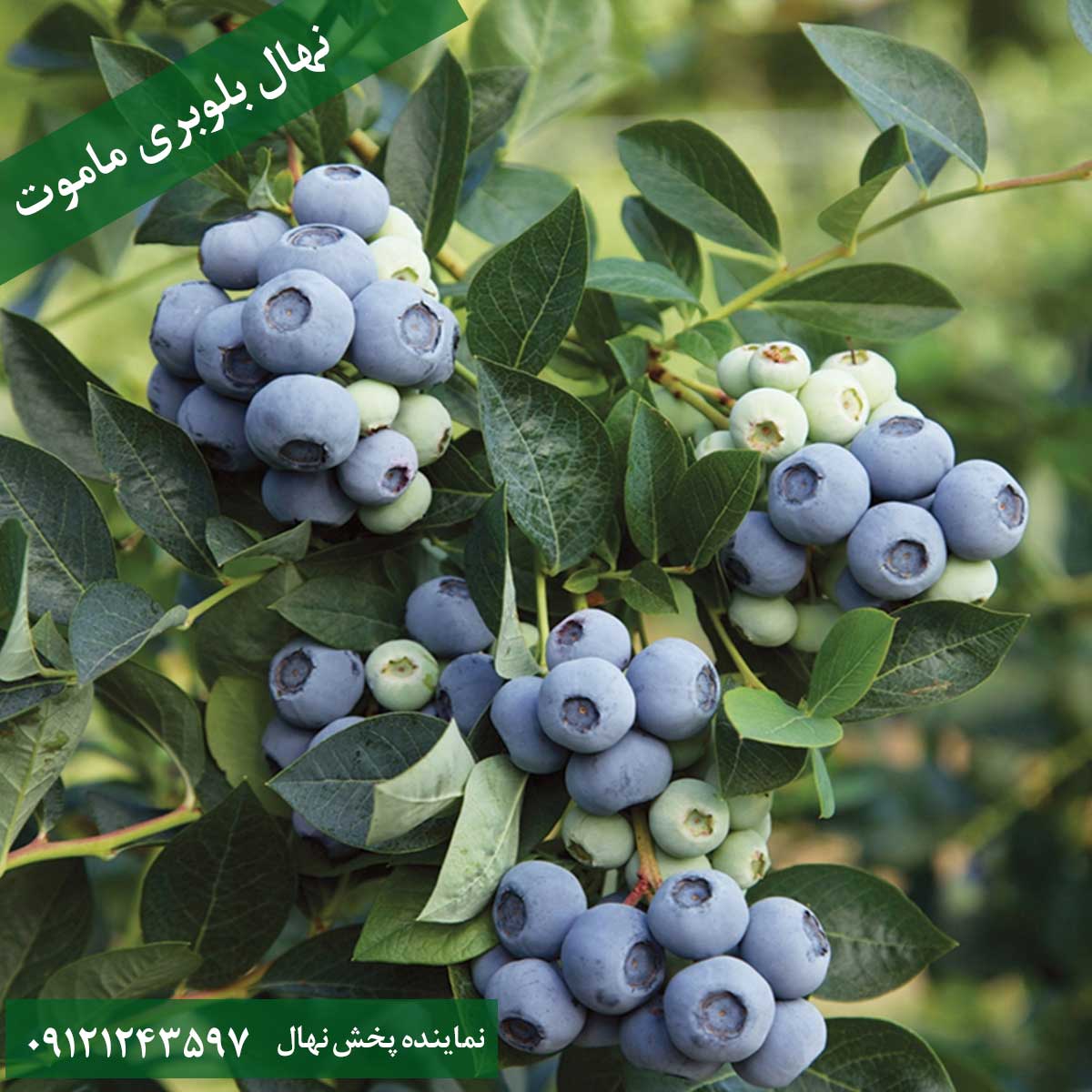 نهال بلوبری ماموت خرید نهال بلوبری ماموت