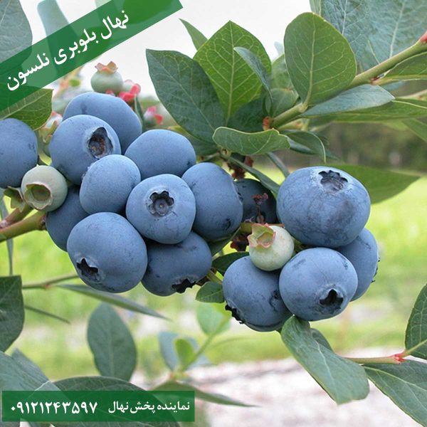 خرید نهال بلوبری نلسون