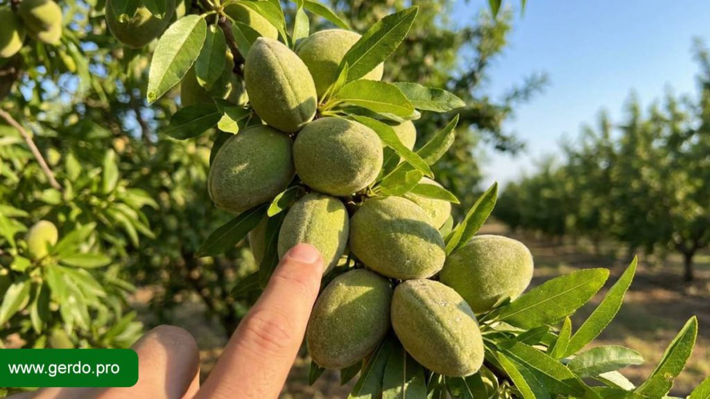 نهال گردو اصل را از تقلبی چطور تشخیص دهیم؟