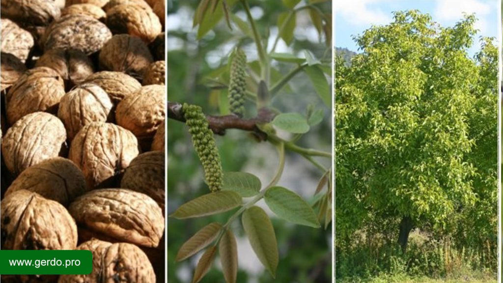 تشخیص نهال گردو اصل با تقلبی