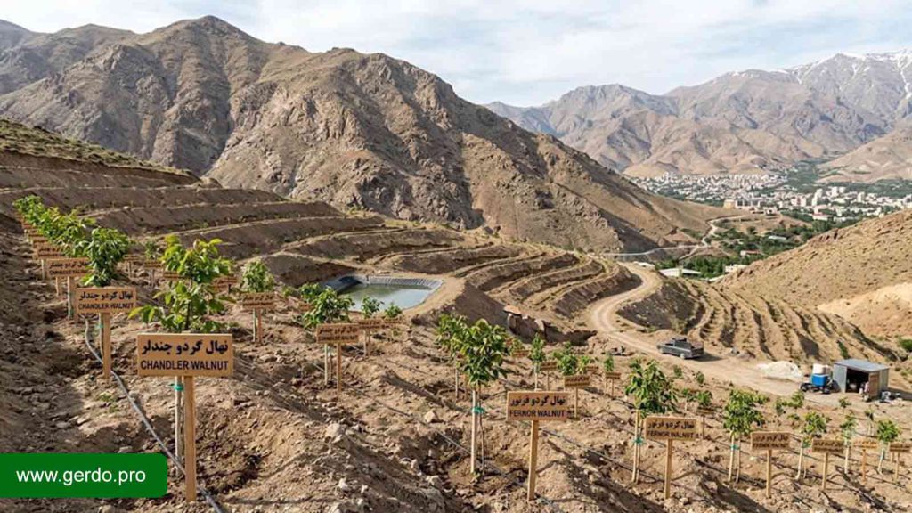 نهال گردو فرنور یا چندلر برای کرج؟ انتخاب رقم مناسب باغ