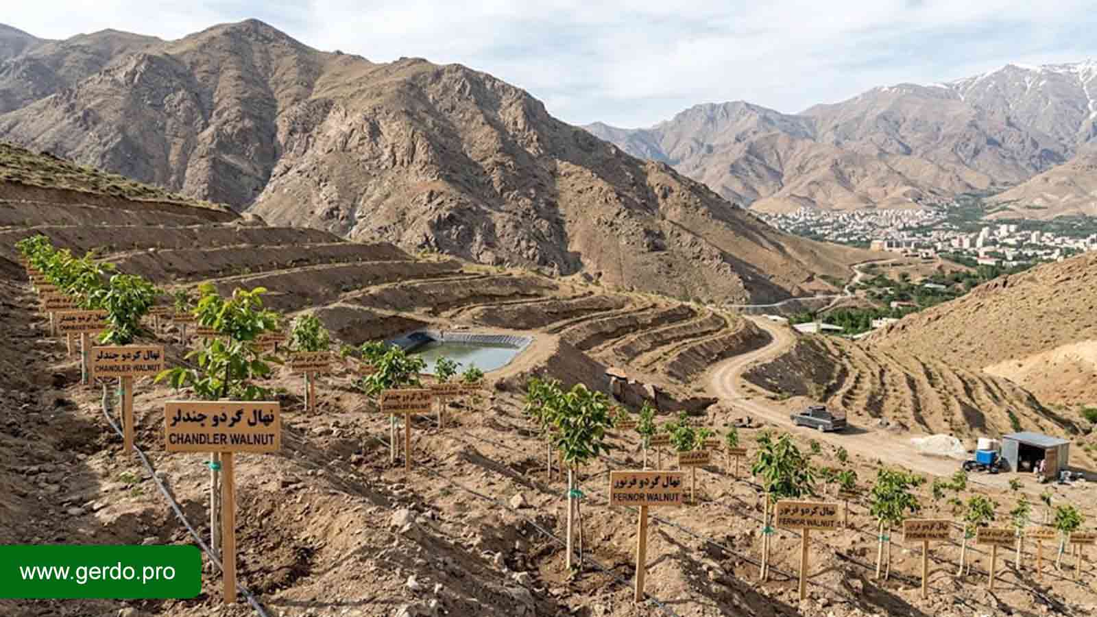نهال گردو فرنور یا چندلر برای کرج؟ انتخاب رقم مناسب باغ
