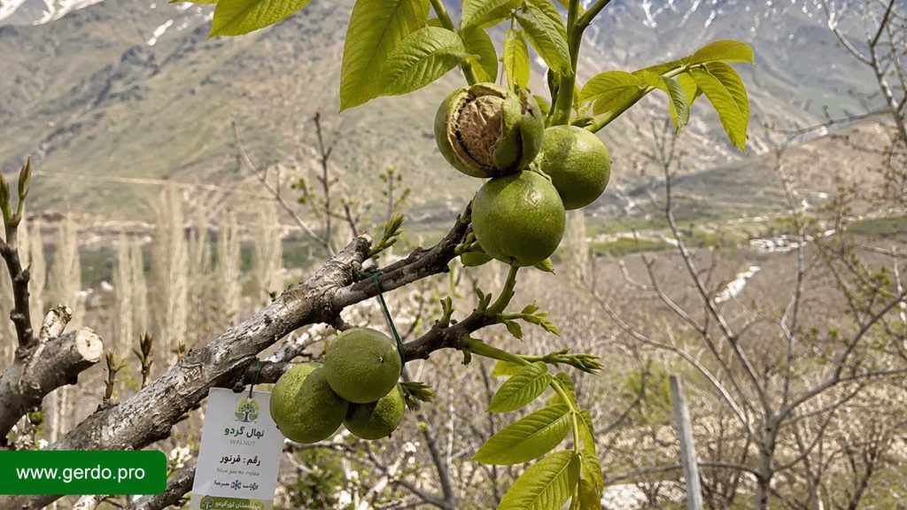 بهترین نهال گردو مناطق سردسیر