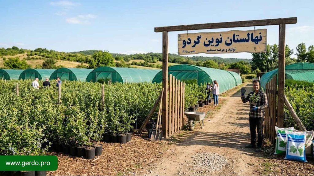 نهال بلوبری از کجا بخریم؟