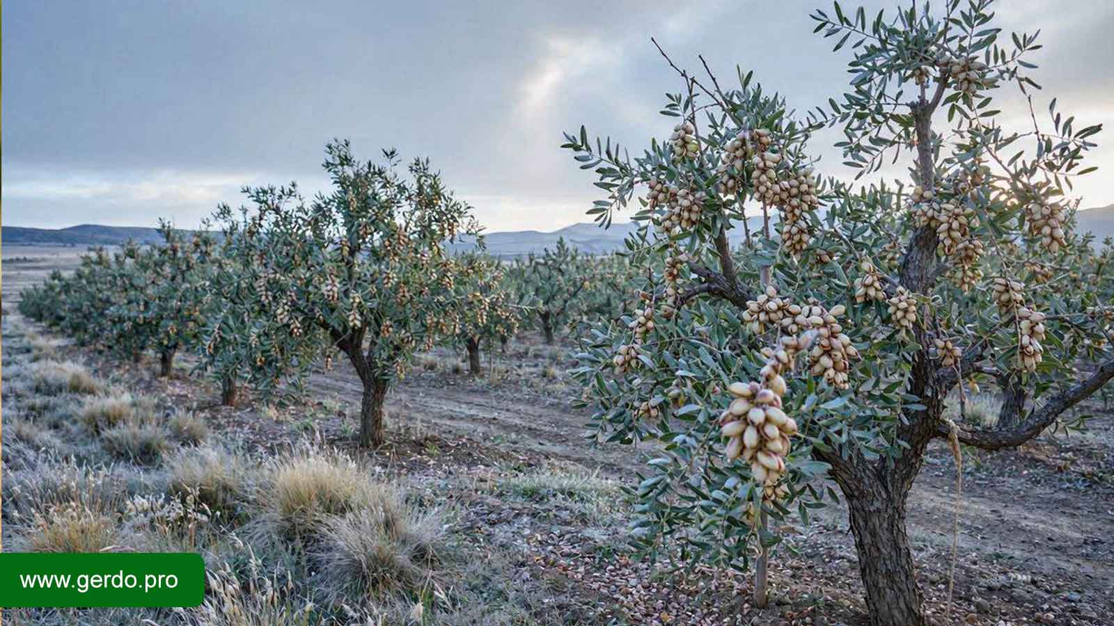 نهال پسته مقاوم به سرما