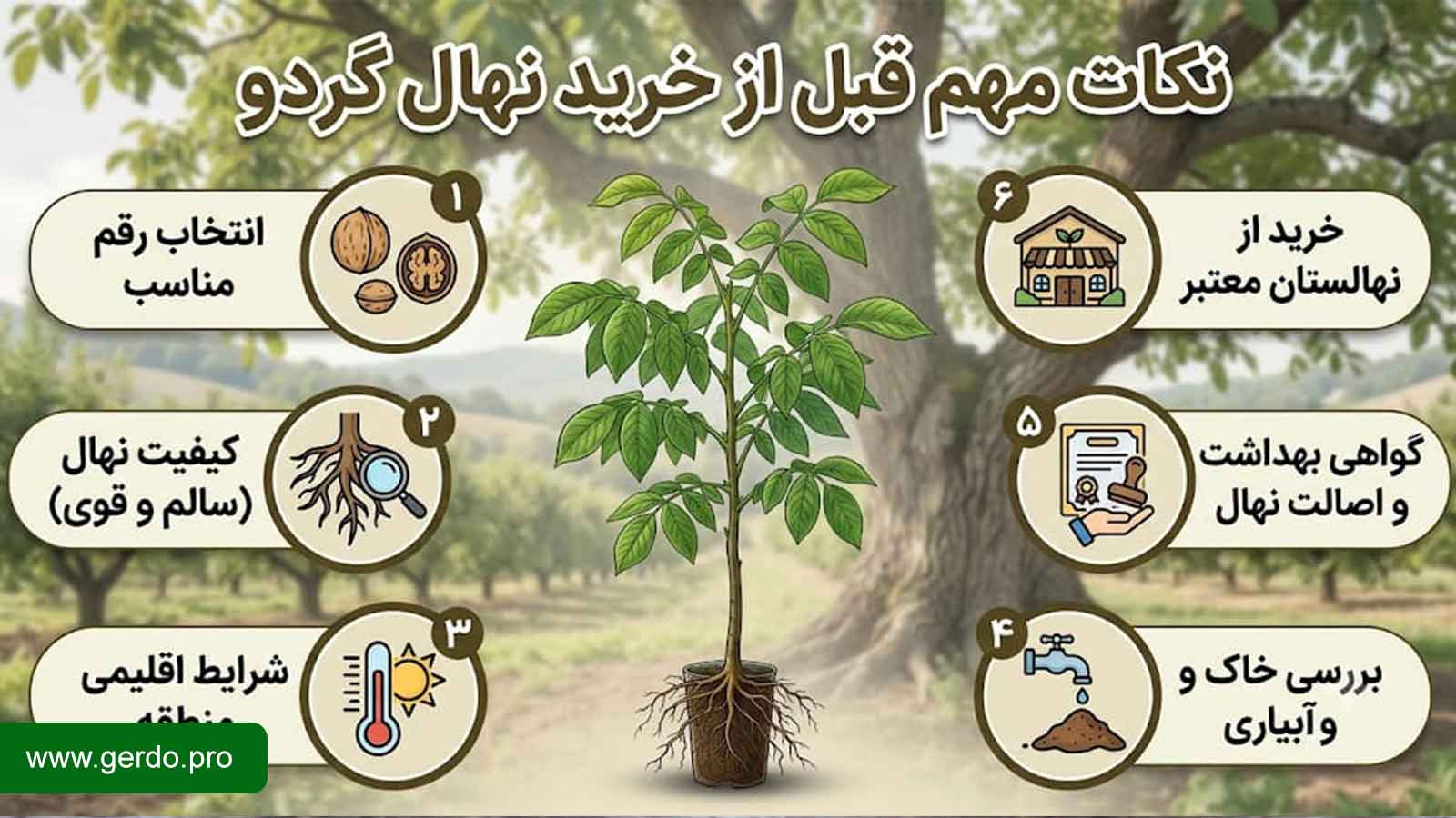 نکات مهم قبل از خرید نهال گردو