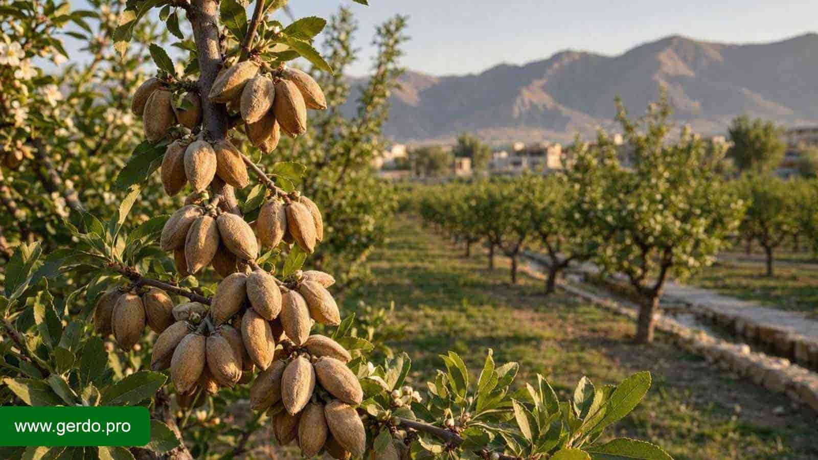 خرید نهال بادام اصلاح شده کرج