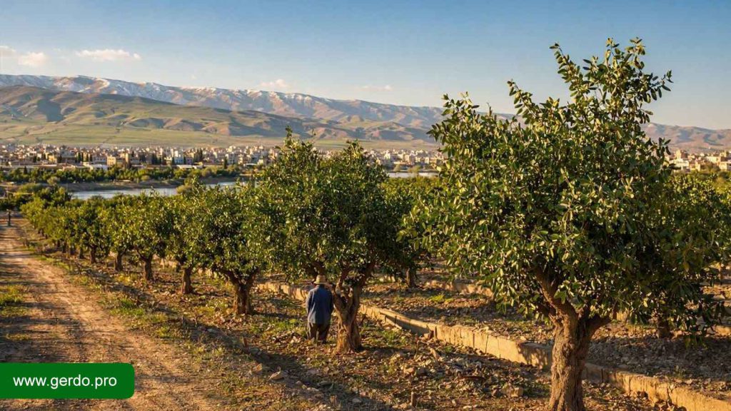 بهترین مناطق کرج برای احداث باغ پسته و کاشت نهال پسته