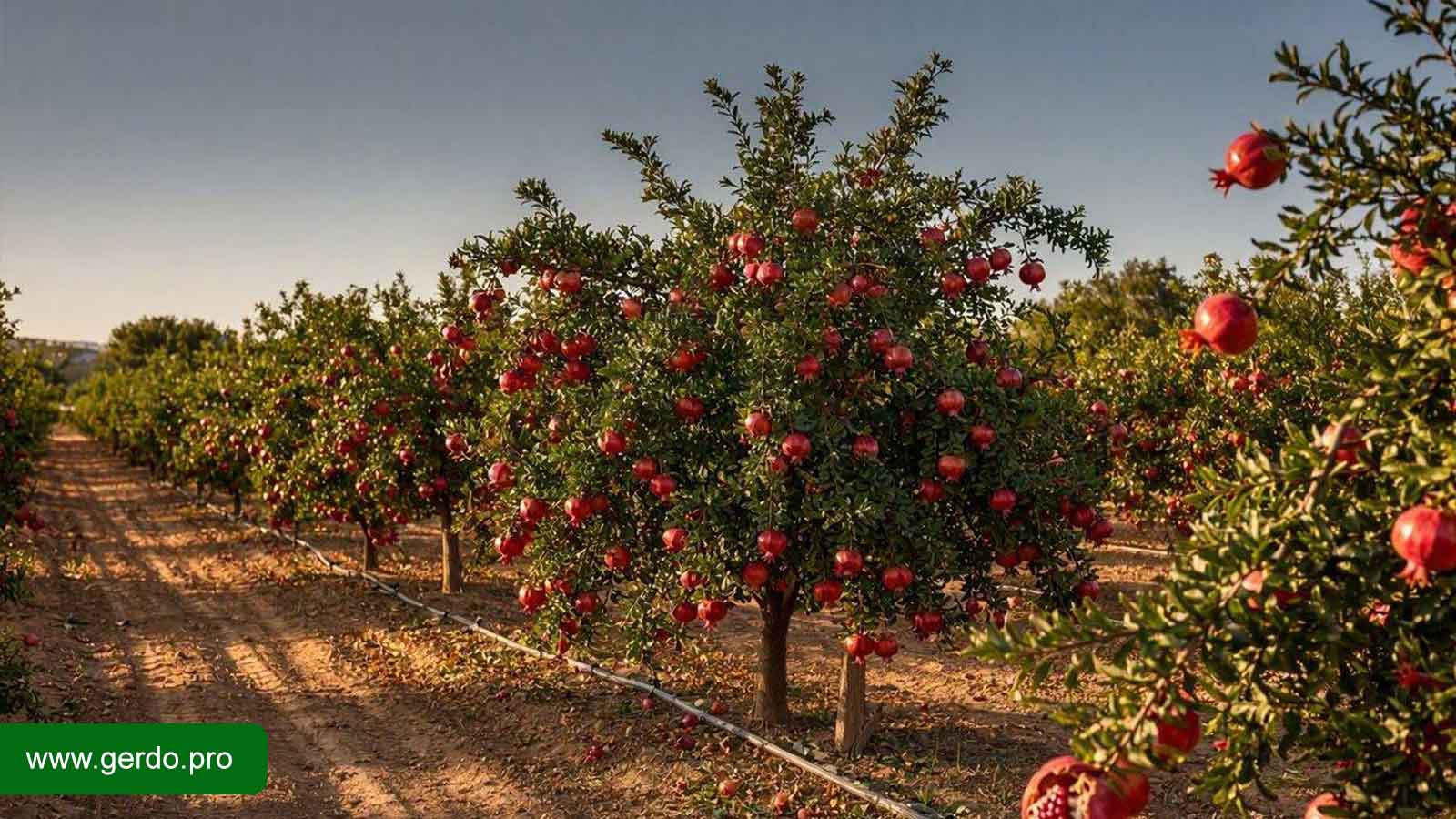 نهال انار با باردهی بالا و مناسب سرمایه‌گذاری کشاورزی