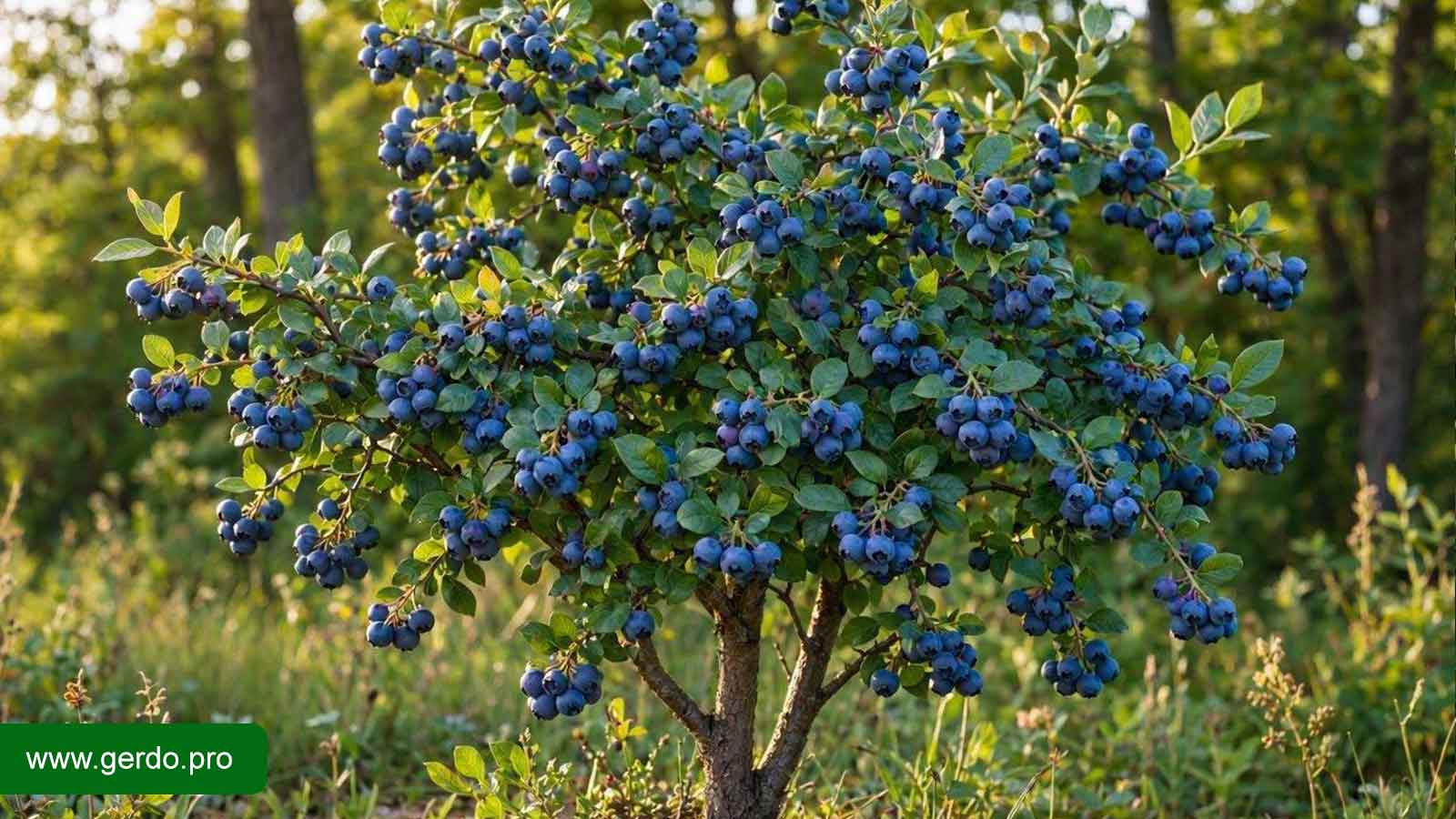 نهال بلوبری چه زمانی میوه میدهد؟