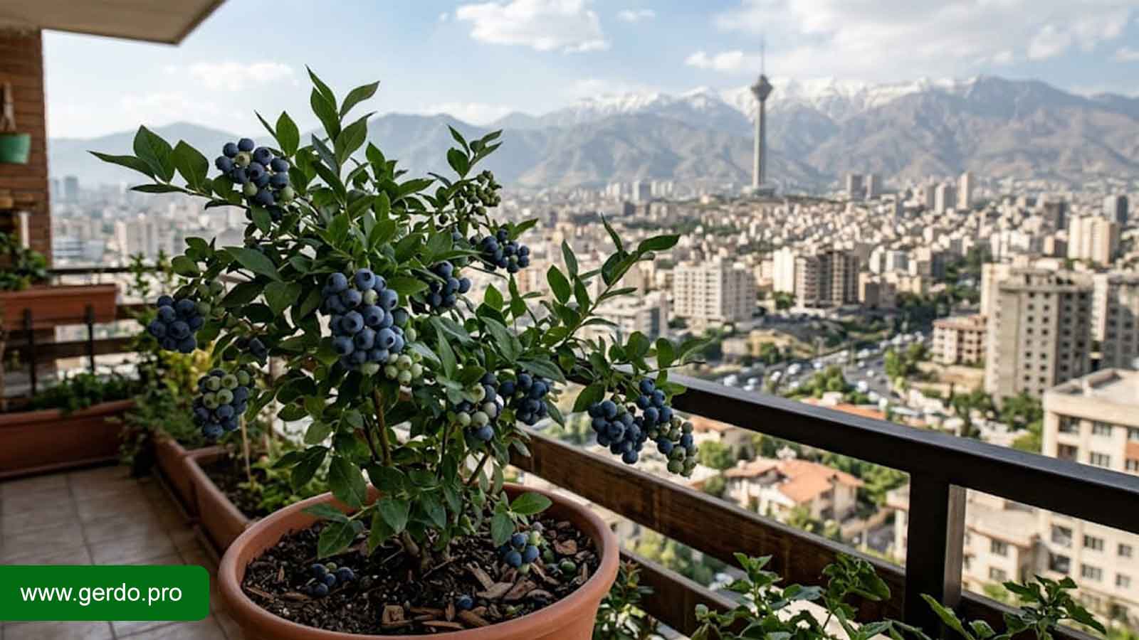نهال بلوبری تهران با کیفیت بالا مناسب کاشت در باغ و گلخانه