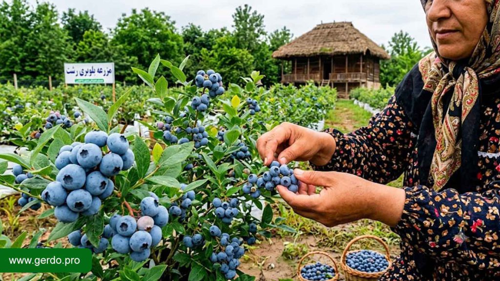 خرید نهال بلوبری رشت