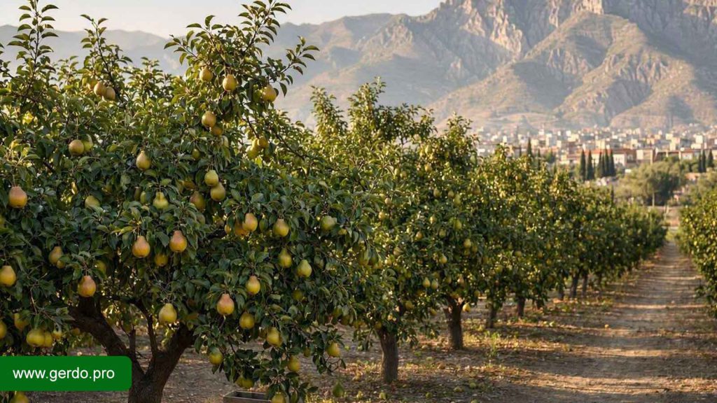 نهال گلابی برای خرید در کرج