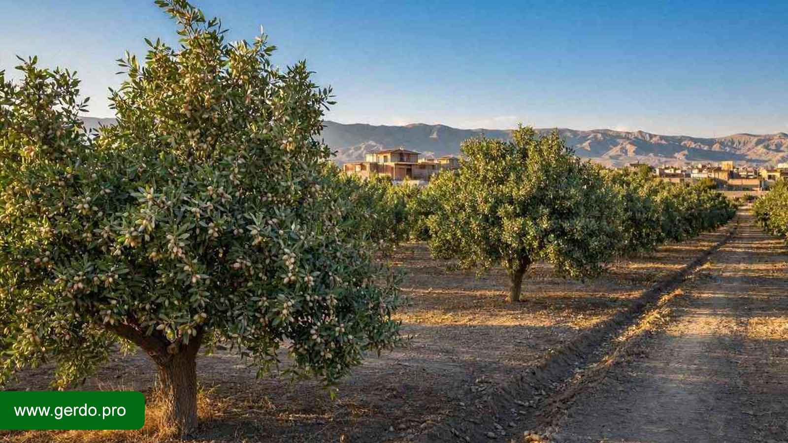 خرید نهال پسته در کرج