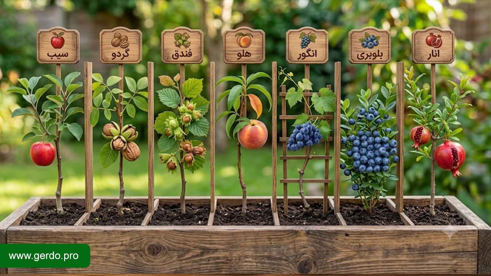 کدام نهالها زودتر به بار مینشینند؟ معرفی نهالهای زودبازده