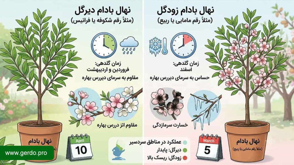 تفاوت نهال بادام دیرگل و زودگل