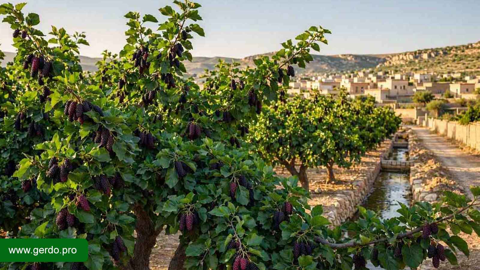 خرید نهال شاه توت در کرج