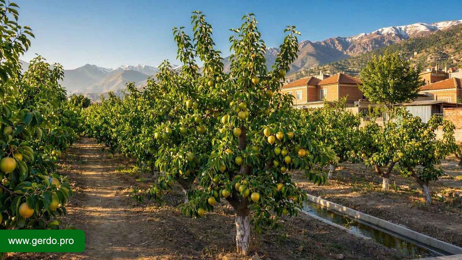 فروش انواع نهال گلابی در نهالستان کرج