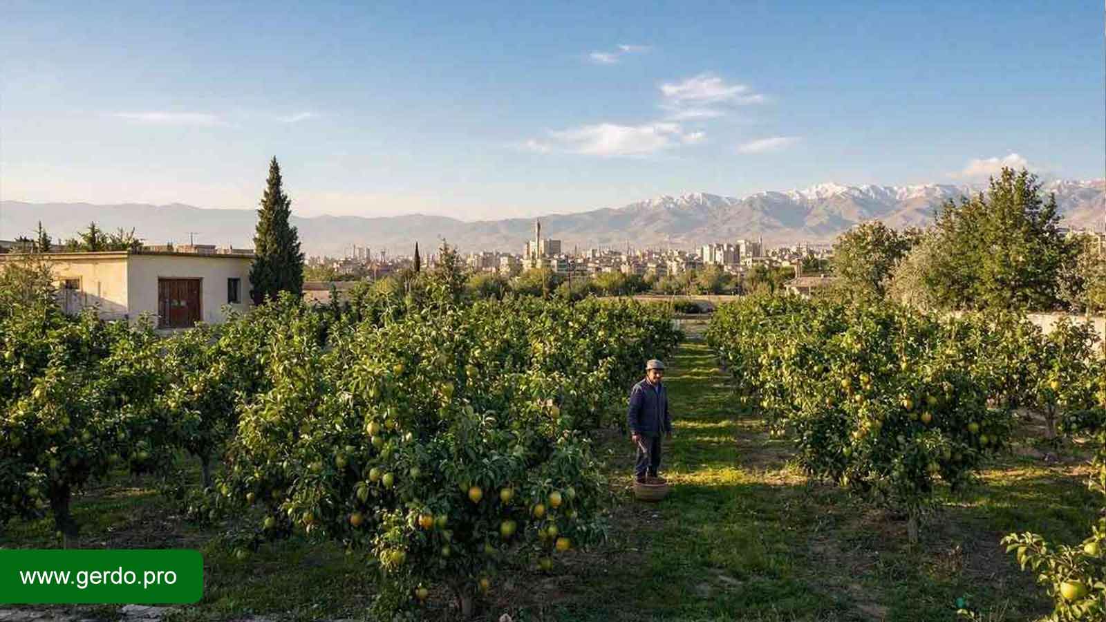 خرید نهال گلابی در کرج
