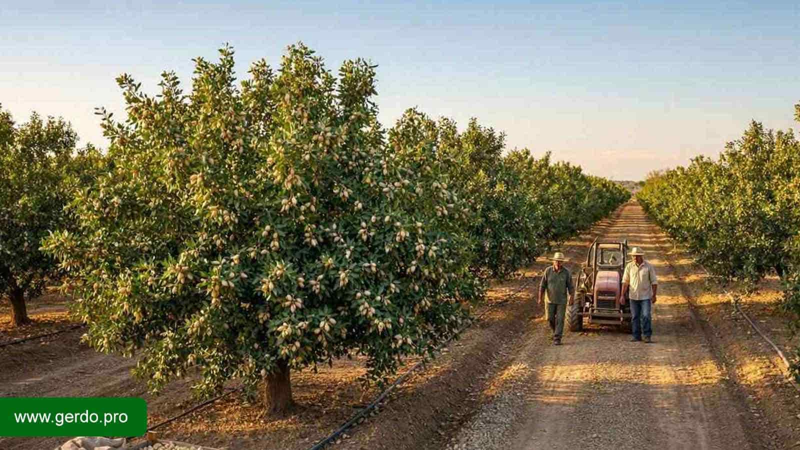 چگونه رشد نهال پسته را افزایش دهیم